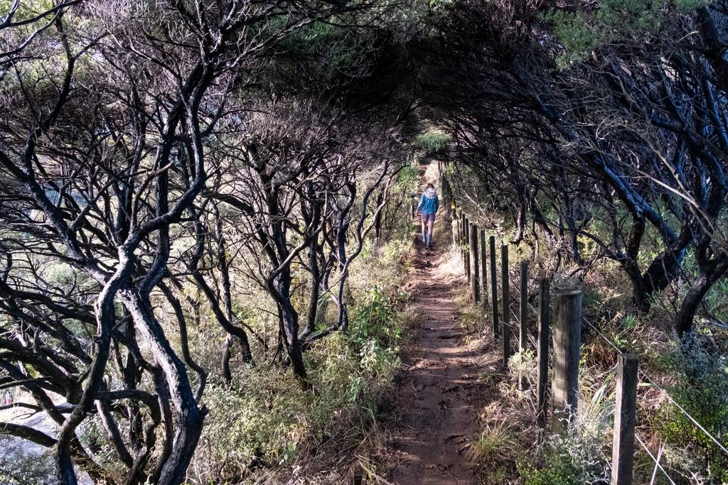 7 July, 2026 at 9:54am

A cute start to the Mt Karioi track along a fenceline to nowhere.
📷 Finn Le Sueur

FUJIFILM X-S20
18-300mm F/3.5-6.3 DiIII-A VC VXD B061X
2500
<span>%!s(float64=8) ISO<s/span> <span>f/18</span> <span>%!d(string=1/200)mm</span> <span>%!s(MISSING)s</span>