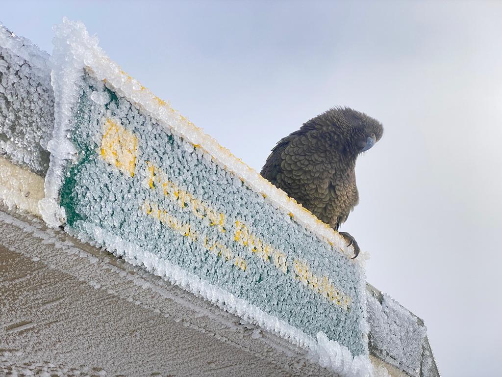 Very curious and friendly green #2 kea at the shelter.