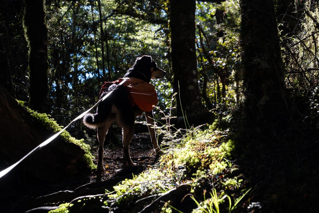 4 April, 2026 at 10:13am

Korra looking majestically into the forest.
📷 Finn Le Sueur

FUJIFILM X-S20
18-300mm F/3.5-6.3 DiIII-A VC VXD B061X
640
<span>%!s(float64=5.6) ISO<s/span> <span>f/59</span> <span>%!d(string=1/320)mm</span> <span>%!s(MISSING)s</span>