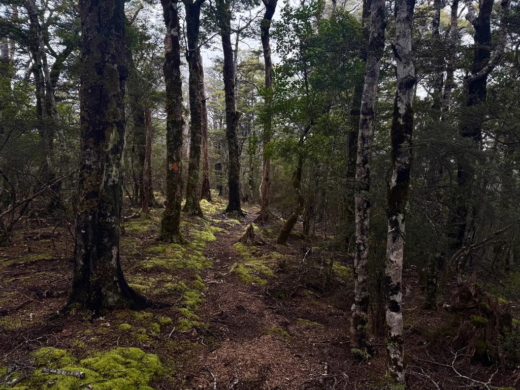 Some of the beautiful forest on the way back down.