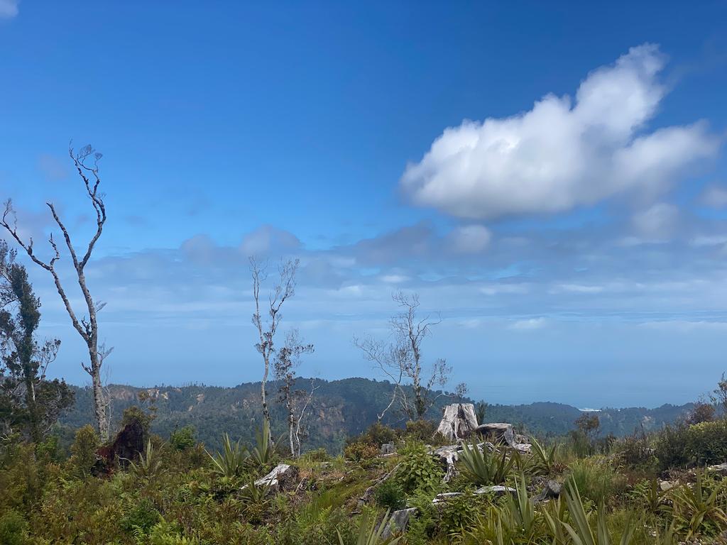 Lovely forest visible from Pororari Hut.