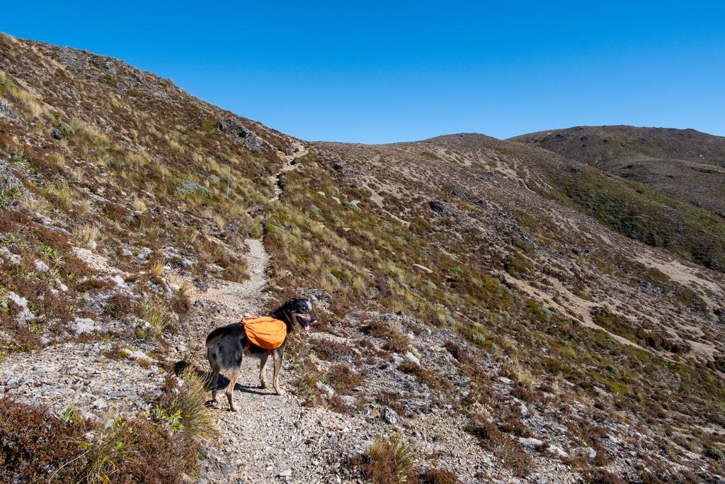 4 April, 2026 at 12:12pm

Korra having a great time off-leash on the tops. What a cutie.
📷 Finn Le Sueur

FUJIFILM X-S20
18-300mm F/3.5-6.3 DiIII-A VC VXD B061X
640
<span>%!s(float64=13) ISO<s/span> <span>f/18</span> <span>%!d(string=1/450)mm</span> <span>%!s(MISSING)s</span>