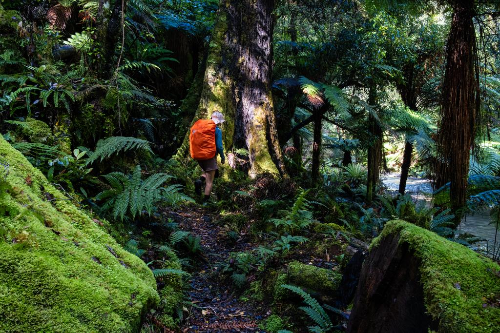 Taumutu Stream on the right and a huge log in the foreground.