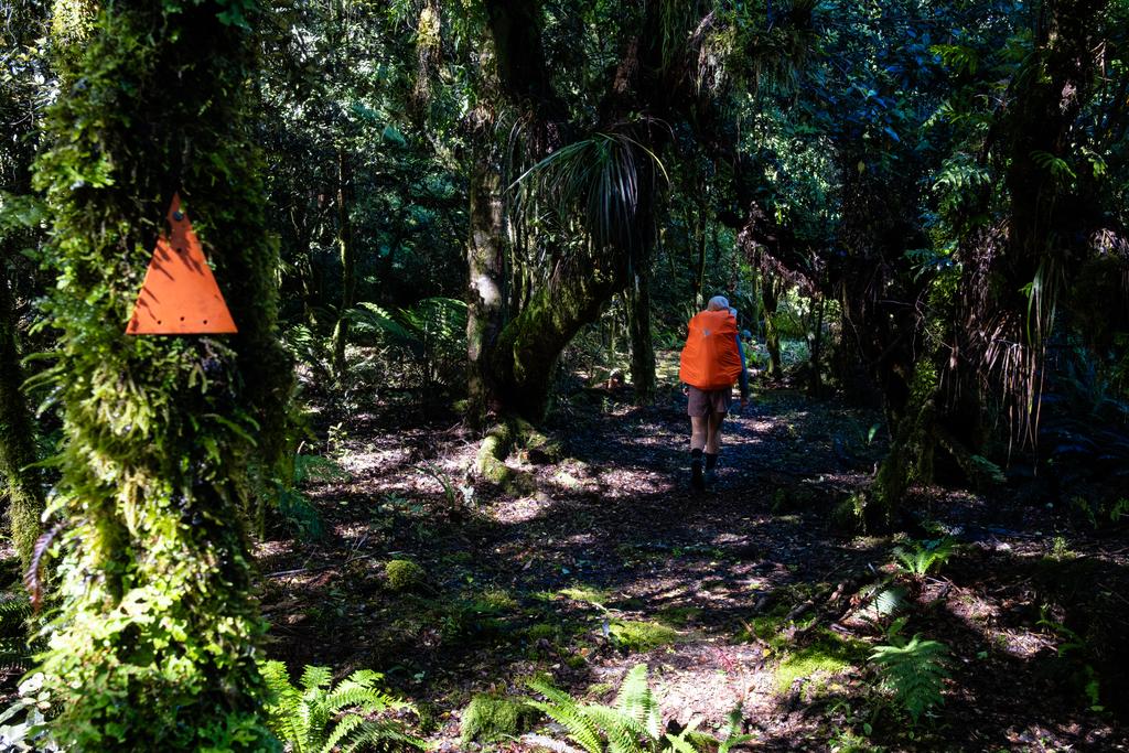 Dappled light makes for challenging photography conditions.