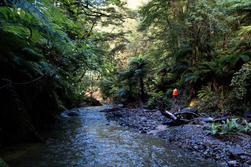 Beautiful travel through and alongside the stream.