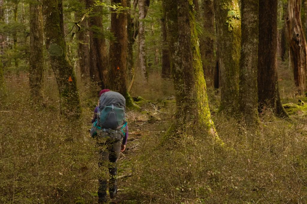 On our way to Pussy Stream through a short section of picturesque forest.