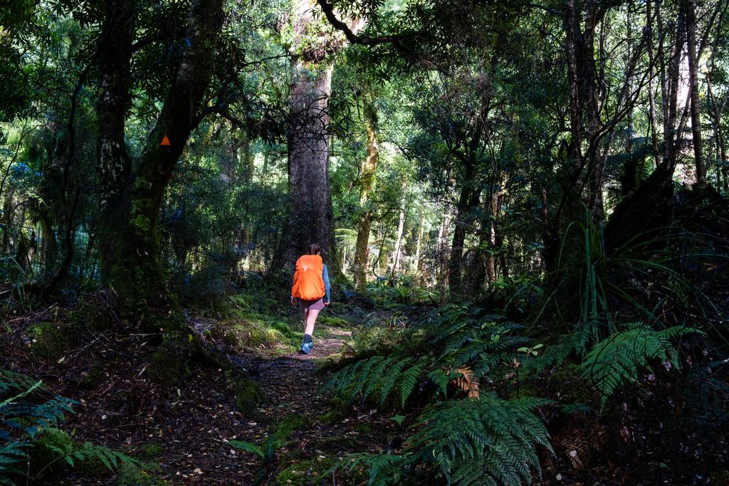 Jen in the tree-cast spotlight.