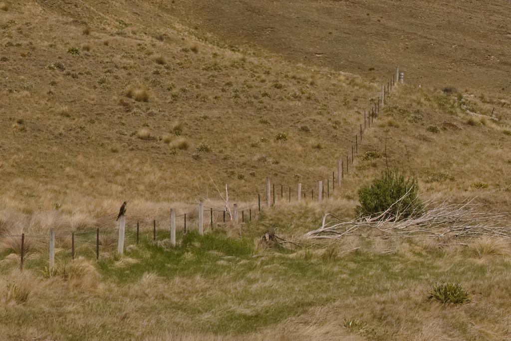 A [Kārearea (New Zealand Falcon)](https://www.nzbirdsonline.org.nz/species/new-zealand-falcon) watches us pass by.