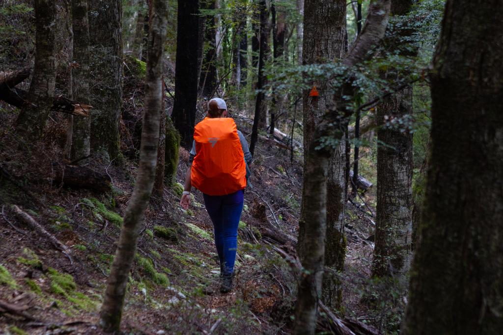 Some nice forest walking on the way down to Mid Goulter Hut.