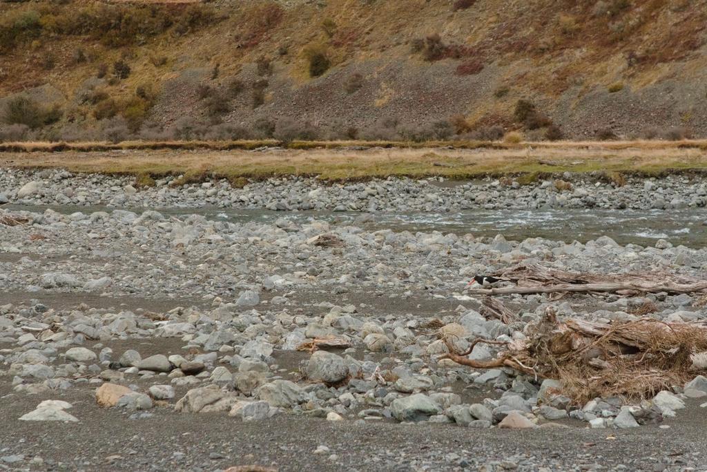 A [South Island pied oystercatcher / Tōrea](https://nzbirdsonline.org.nz/species/south-island-pied-oystercatcher) which has come inland to nest.