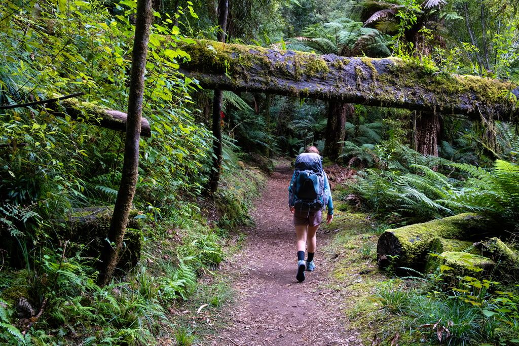 Whirinaki Track looking well-groomed.