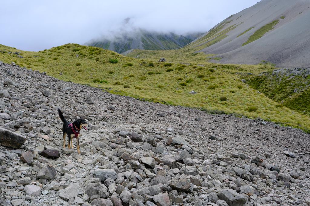 Korra enjoying a wee explore off leash.