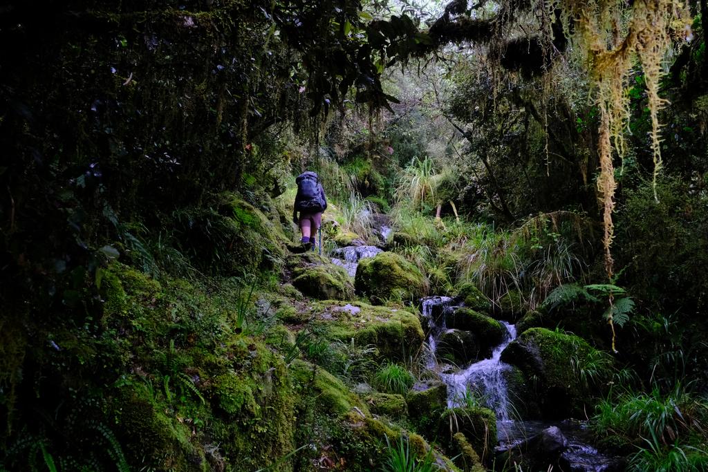 The lush forest was accentuated by the low light and morning mist.