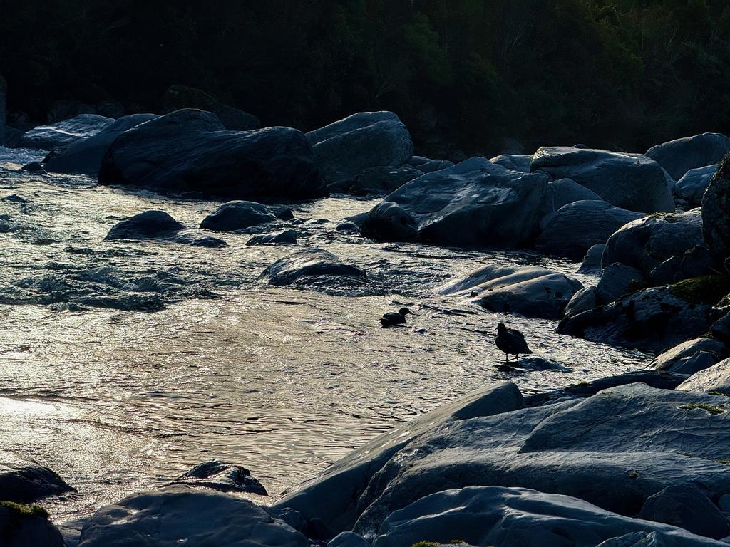 A couple of whio (blue ducks) not far from the hut.