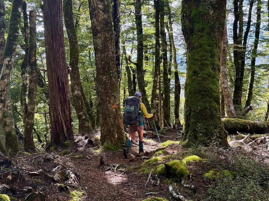 Stunning forest on the way to Hacket Hut.