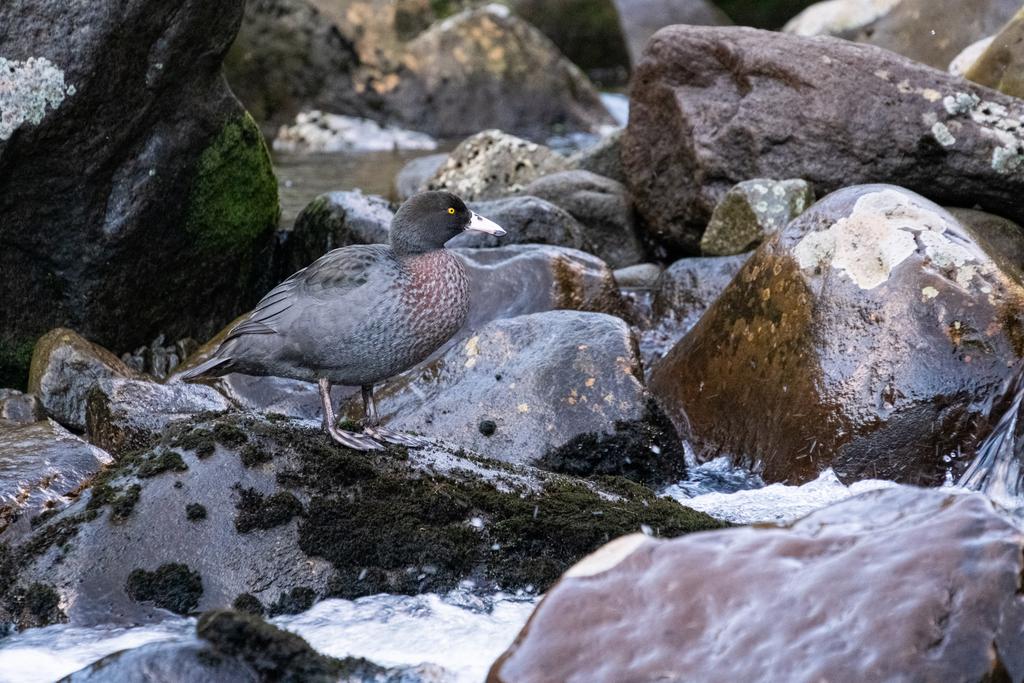 7 July, 2026 at 3:52pm

Whio hanging out below Te Rere-o-Tahurangi Falls. Blending in, as always.
📷 Finn Le Sueur

FUJIFILM X-S20
18-300mm F/3.5-6.3 DiIII-A VC VXD B061X
6400
<span>%!s(float64=10) ISO<s/span> <span>f/300</span> <span>%!d(string=1/110)mm</span> <span>%!s(MISSING)s</span>
