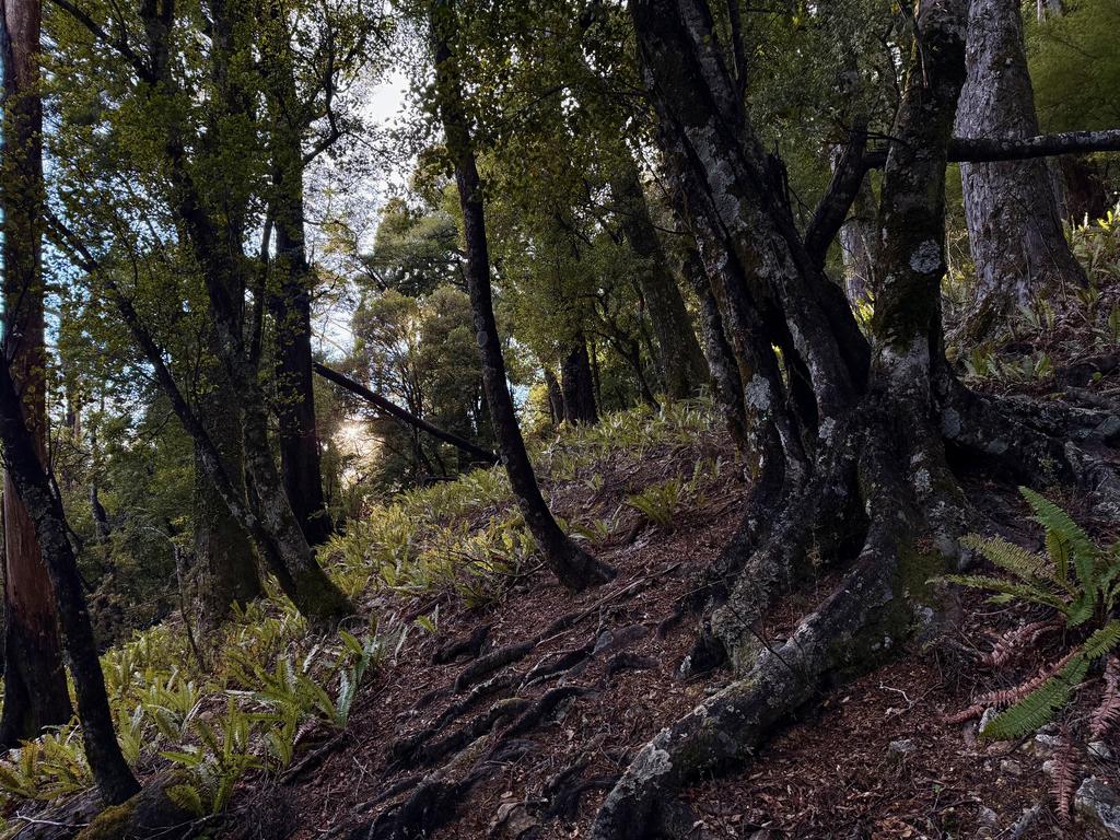 The sun finally came up and boy was it beautiful to see the sun poking through the forest amongst the ferns.
