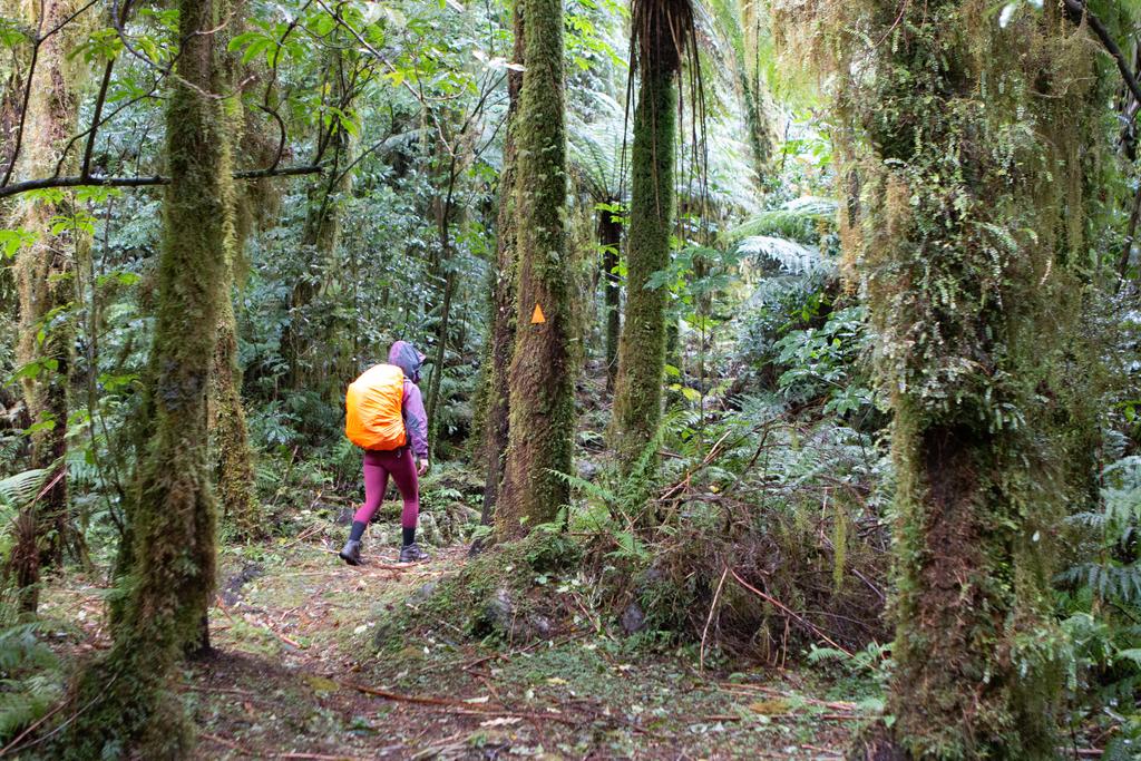 Ascending to Camp Creek Hut on some of the more gentle lower track.