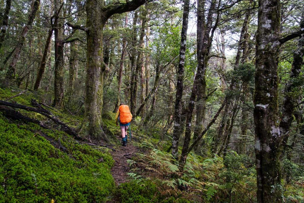 5 May, 2026 at 12:09pm

Some of the lush forest near Kiwi Saddle Hut.
📷 Finn Le Sueur

FUJIFILM X-S20
18-300mm F/3.5-6.3 DiIII-A VC VXD B061X
6400
<span>%!s(float64=5) ISO<s/span> <span>f/18</span> <span>%!d(string=1/125)mm</span> <span>%!s(MISSING)s</span>
