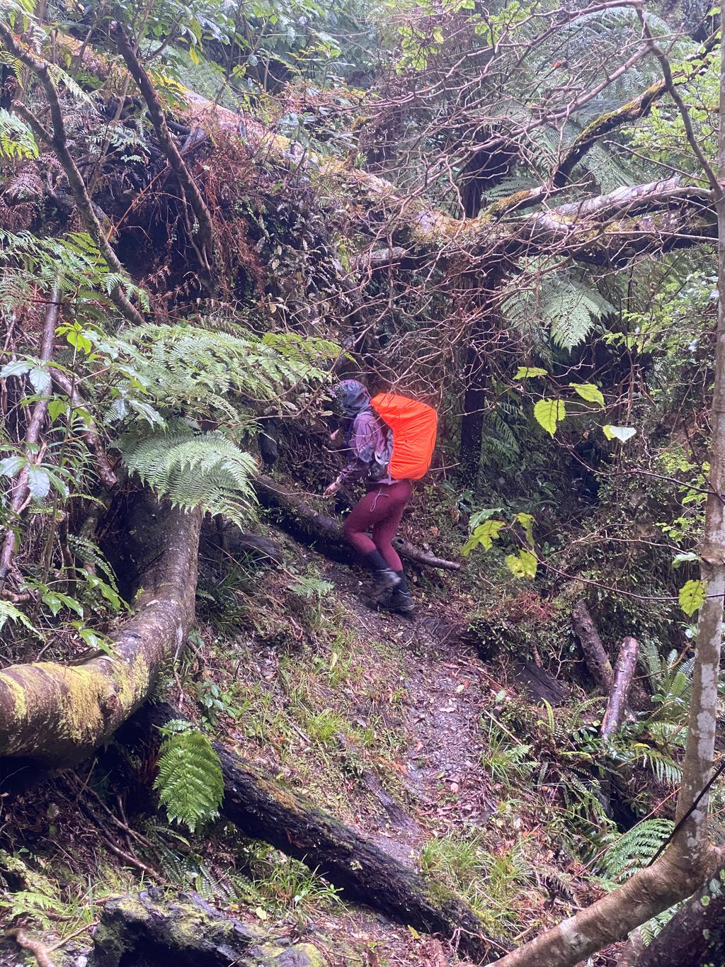 Muddy, steep and treefall!