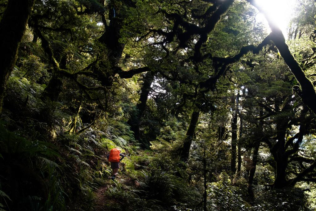 Jen climbing the Upper Whirinaki Track toward the Pukahunui Track junction.