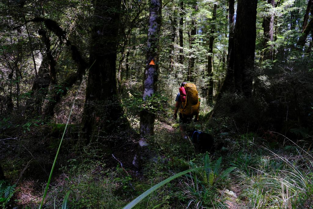 Being guided by the reliable DOC orange trianges through an overgrown track.