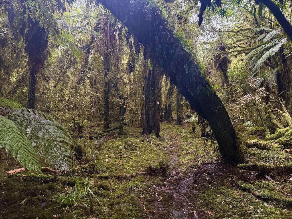 Stunning forest on the way out to the road end.