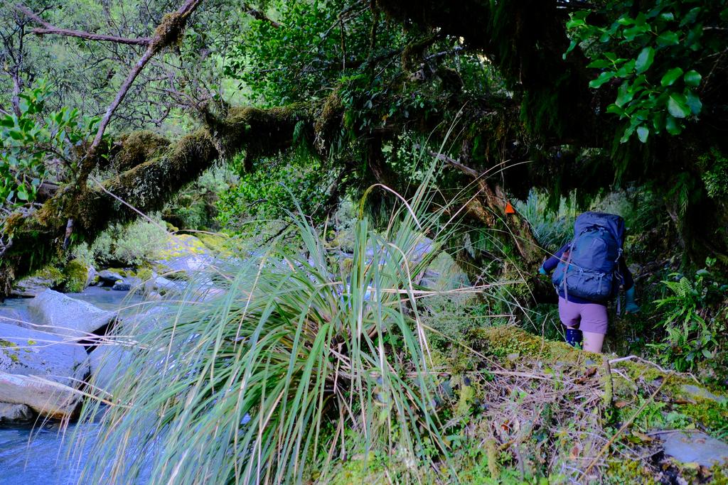 The track to Newton Saddle becomes overgrown almost immediately.