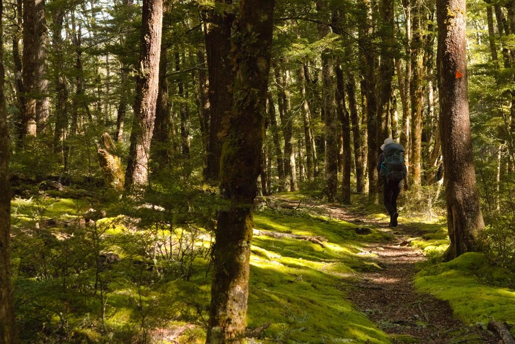 Jen crusing through the dappled forest above Hope River.