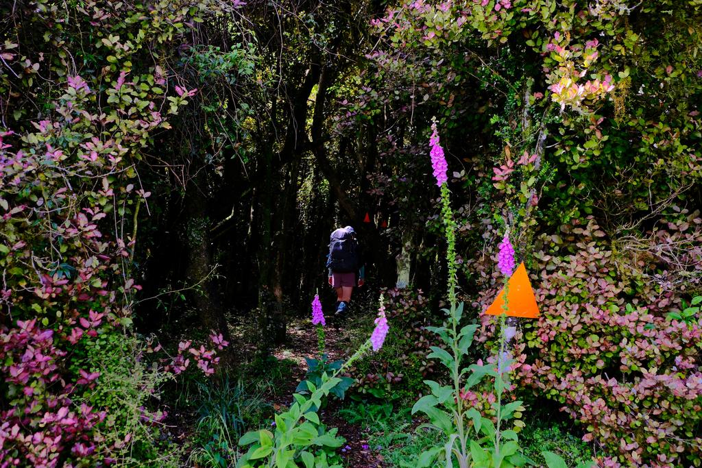 Jen entering some beautiful bush near the start of the track.