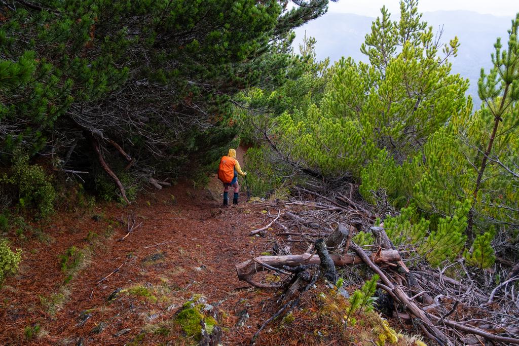6 June, 2026 at 8:46am

Heading down Mackintosh Spur Track through mostly uninteresting pine forest.
📷 Finn Le Sueur

FUJIFILM X-S20
18-300mm F/3.5-6.3 DiIII-A VC VXD B061X
2000
<span>%!s(float64=7.1) ISO<s/span> <span>f/18</span> <span>%!d(string=1/200)mm</span> <span>%!s(MISSING)s</span>
