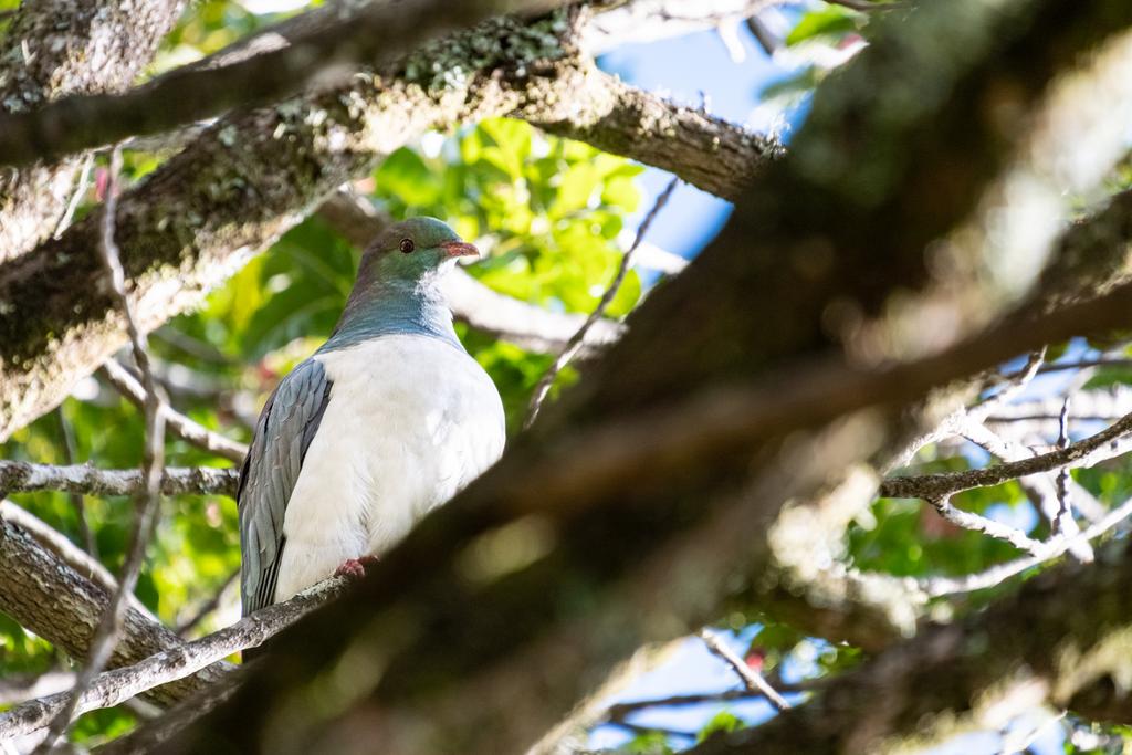 7 July, 2026 at 2:54pm

Kererū hanging out in the same tree as the tūī!
📷 Finn Le Sueur

FUJIFILM X-S20
18-300mm F/3.5-6.3 DiIII-A VC VXD B061X
1250
<span>%!s(float64=8) ISO<s/span> <span>f/300</span> <span>%!d(string=1/200)mm</span> <span>%!s(MISSING)s</span>