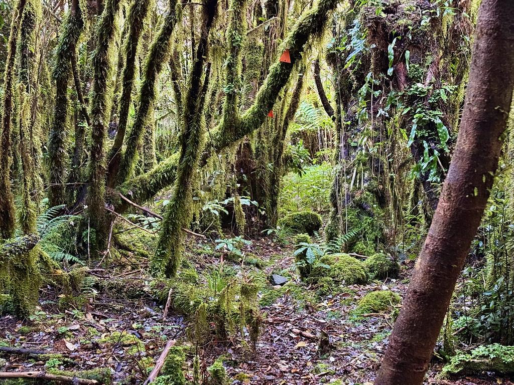 Beautiful moss-covered forest.