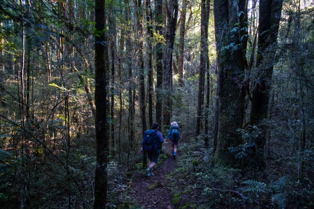 5 May, 2026 at 3:32pm
The trees got taller and the bush more dense the further we went in.
📷 Finn Le Sueur
FUJIFILM X-S20
18-300mm F/3.5-6.3 DiIII-A VC VXD B061X
6400
<span>%!s(float64=3.5) ISO<s/span> <span>f/18</span> <span>%!d(string=1/125)mm</span> <span>%!s(MISSING)s</span>