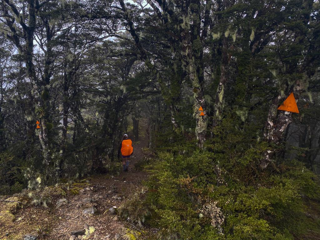 Lots of triangles - don't miss the re-entry to the forest!