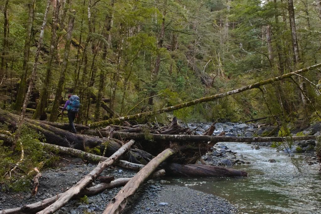 Jen navigating some fallen trees on Pussy Stream.