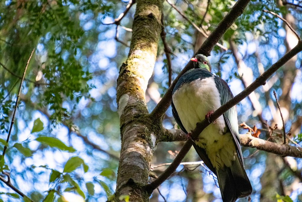 7 July, 2026 at 3:04pm

Another kererū, but this one was very inquisitive!
📷 Finn Le Sueur

FUJIFILM X-S20
18-300mm F/3.5-6.3 DiIII-A VC VXD B061X
2500
<span>%!s(float64=6.3) ISO<s/span> <span>f/300</span> <span>%!d(string=1/200)mm</span> <span>%!s(MISSING)s</span>
