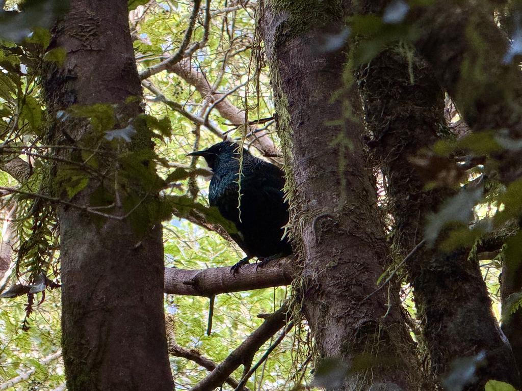 An adorable tūī who blessed us with his song near Boo Boo Hut.
