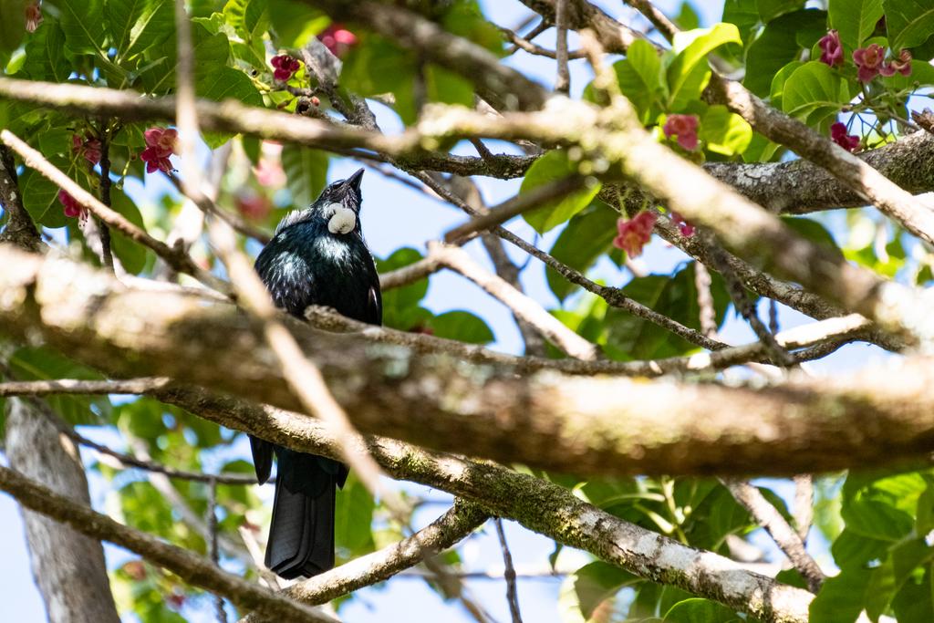 7 July, 2026 at 2:53pm

A beautiful tūī near Te Kauri Lodge.
📷 Finn Le Sueur

FUJIFILM X-S20
18-300mm F/3.5-6.3 DiIII-A VC VXD B061X
1600
<span>%!s(float64=9) ISO<s/span> <span>f/300</span> <span>%!d(string=1/200)mm</span> <span>%!s(MISSING)s</span>