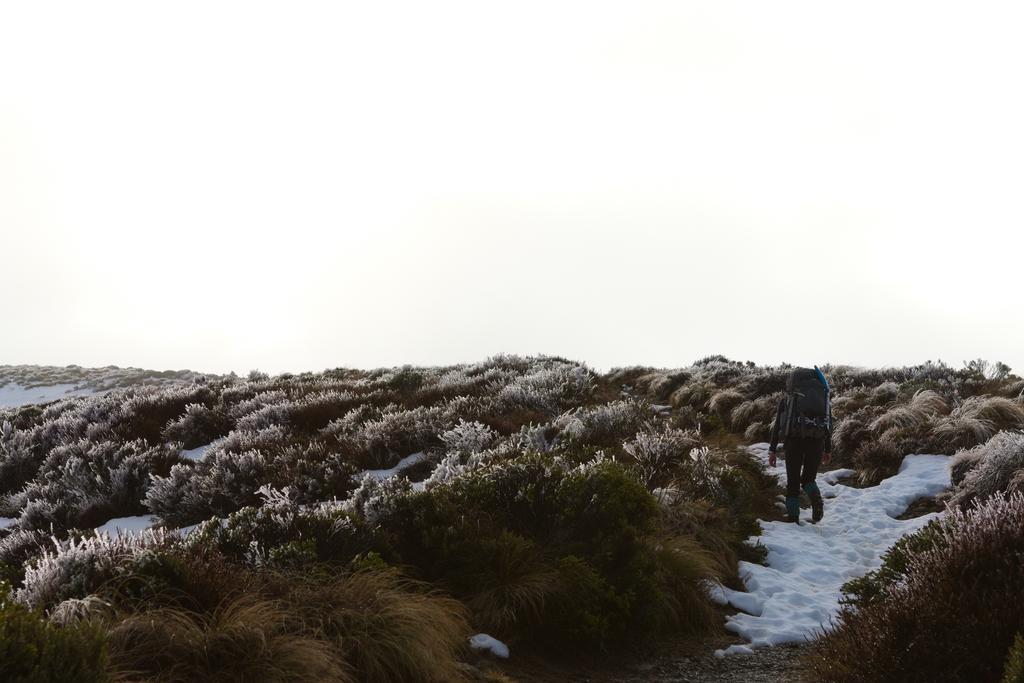 Hoar frost above the treeline.
