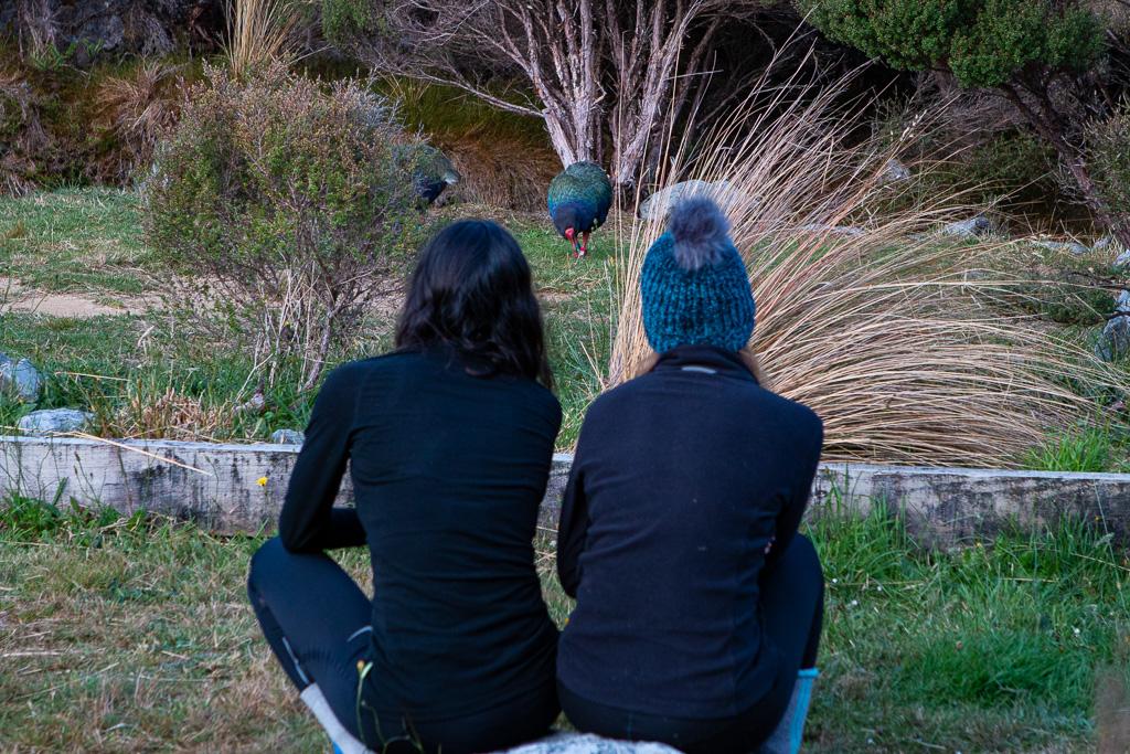 Jena & Amy watching the takahē at Perry Saddle Hut.
