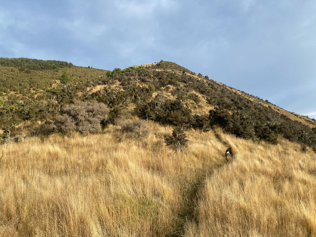 Lovely tussocked ridgeline interspersed by matagouri and other shrubbery.