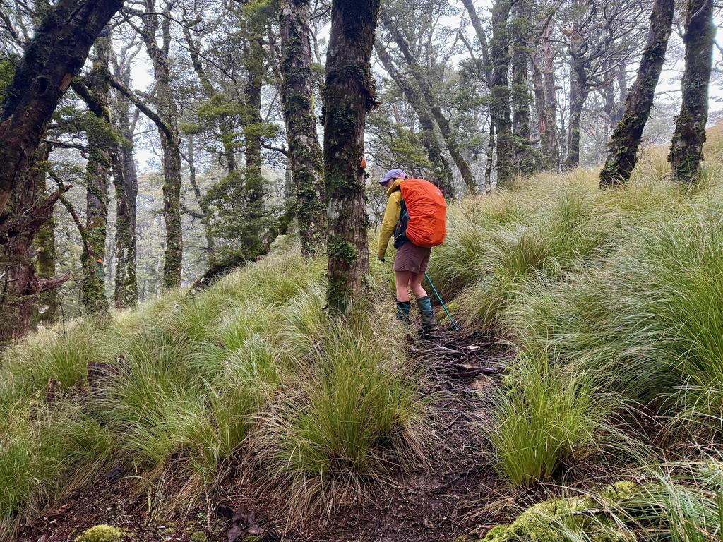 Some very open bush near Mt Fell Hut. Lots of opportunities for wood foraging.