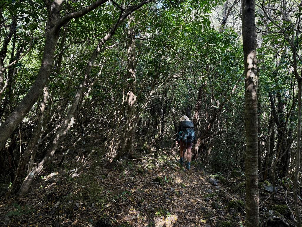 Some beautiful dappled light captured poorly on camera.