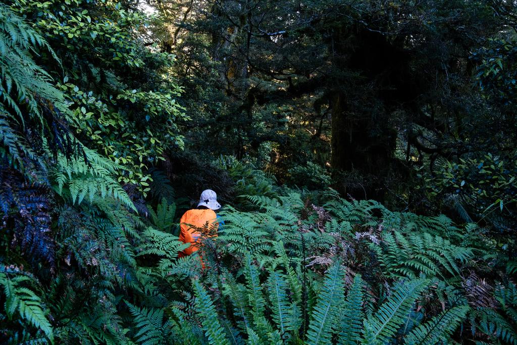 Shoulder-height ferns!