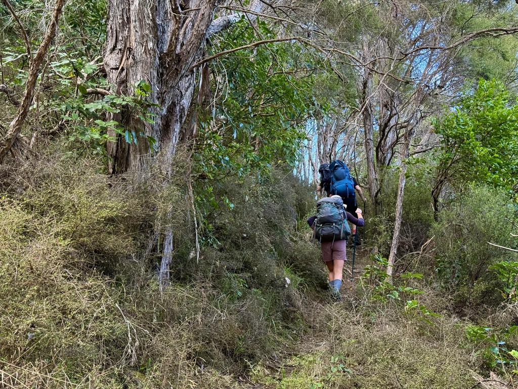 Climbing steeply through the forest on Spaniard Spur.