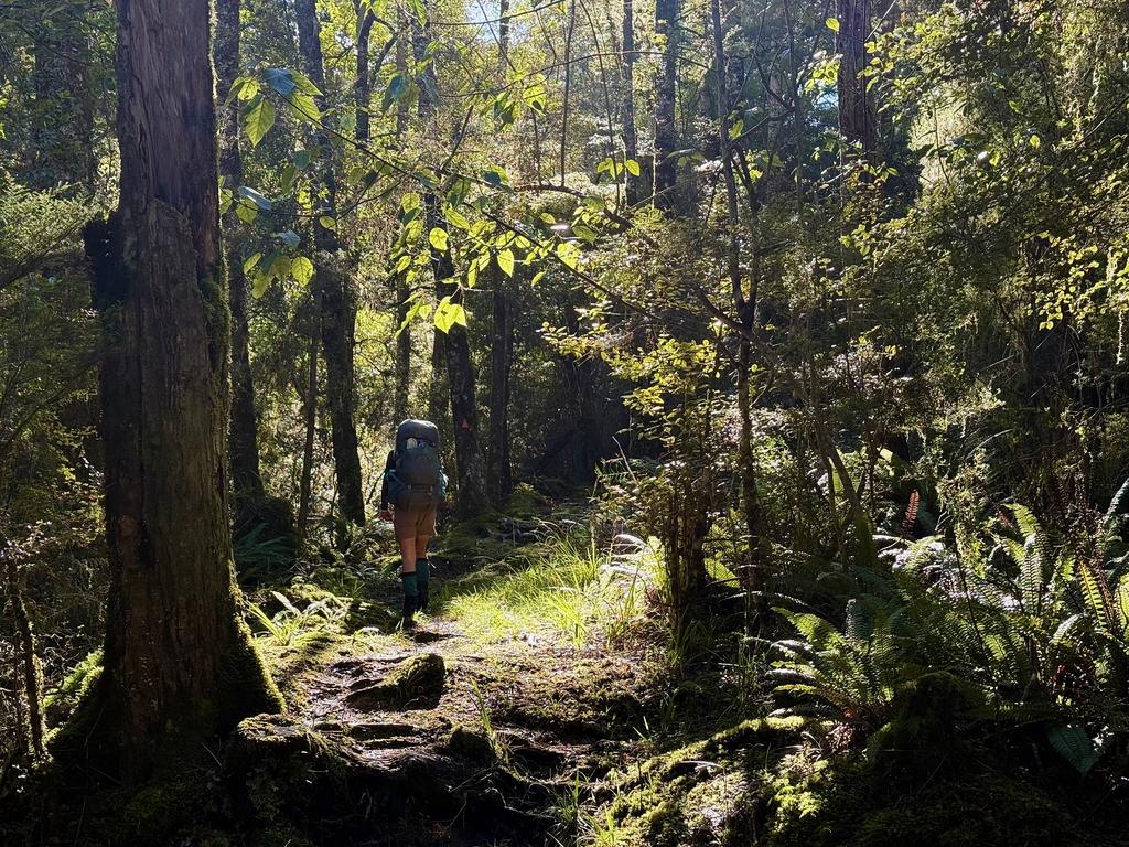 Beautiful bush on the way to Tōtara Saddle.