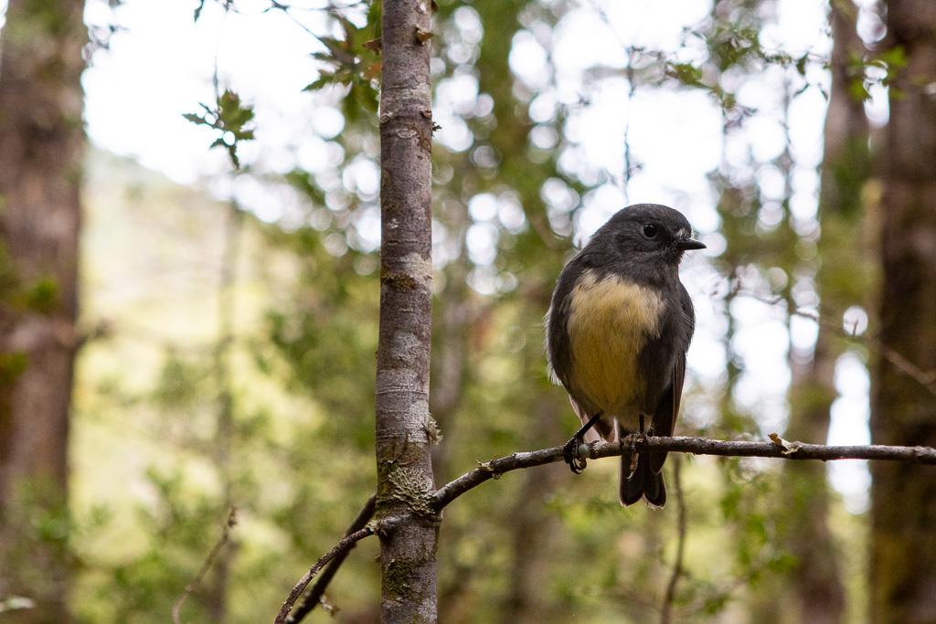 A very friendly bird from Lucretia Bivvy.