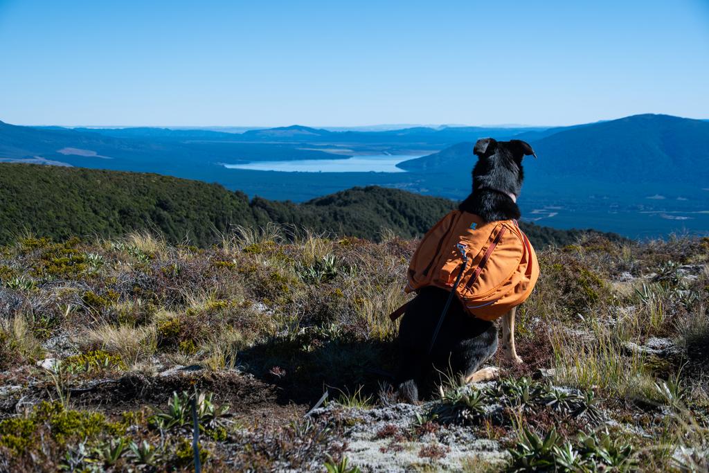 4 April, 2026 at 11:14am

Korra admiring the view of Rotoaira.
📷 Finn Le Sueur

FUJIFILM X-S20
18-300mm F/3.5-6.3 DiIII-A VC VXD B061X
640
<span>%!s(float64=5.6) ISO<s/span> <span>f/32</span> <span>%!d(string=1/2200)mm</span> <span>%!s(MISSING)s</span>