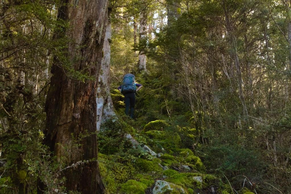 Some of the truly lush forest on the Doubtful Range.
